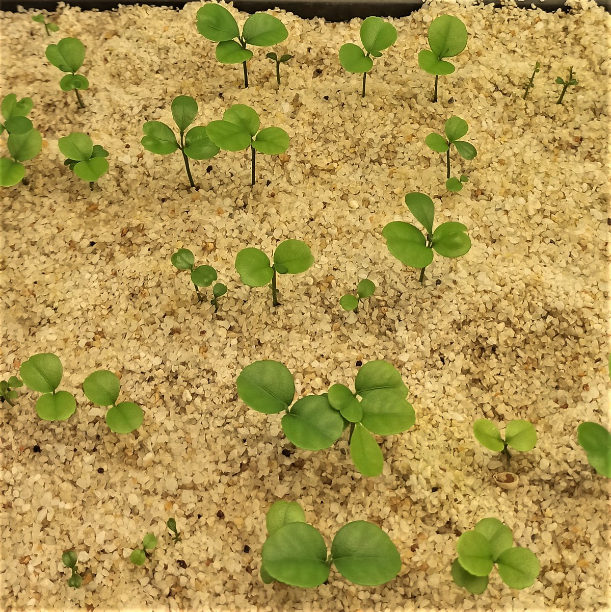 Herve_Sanguin's tweet photo. [#COSMO News] ✅New 'Cleopatra' and 'Pomeroy' genotype seedling started + backup ✅ Histology tests launched ✅ #Phytophthora strains selection in progress 🍊🍋🦠 @Agrofondation @MicroQuar @PHIM_research #SEAPAG #PHIV @AgapInstitut
 @Cirad @INRAE_France https://t.co/uRNs7Gchtj