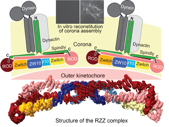 The EMBO Journal tweet media