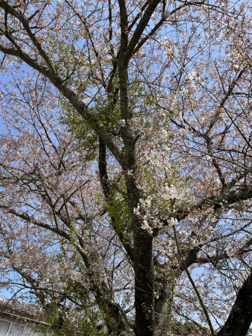 Twitterのコスプレ画像40