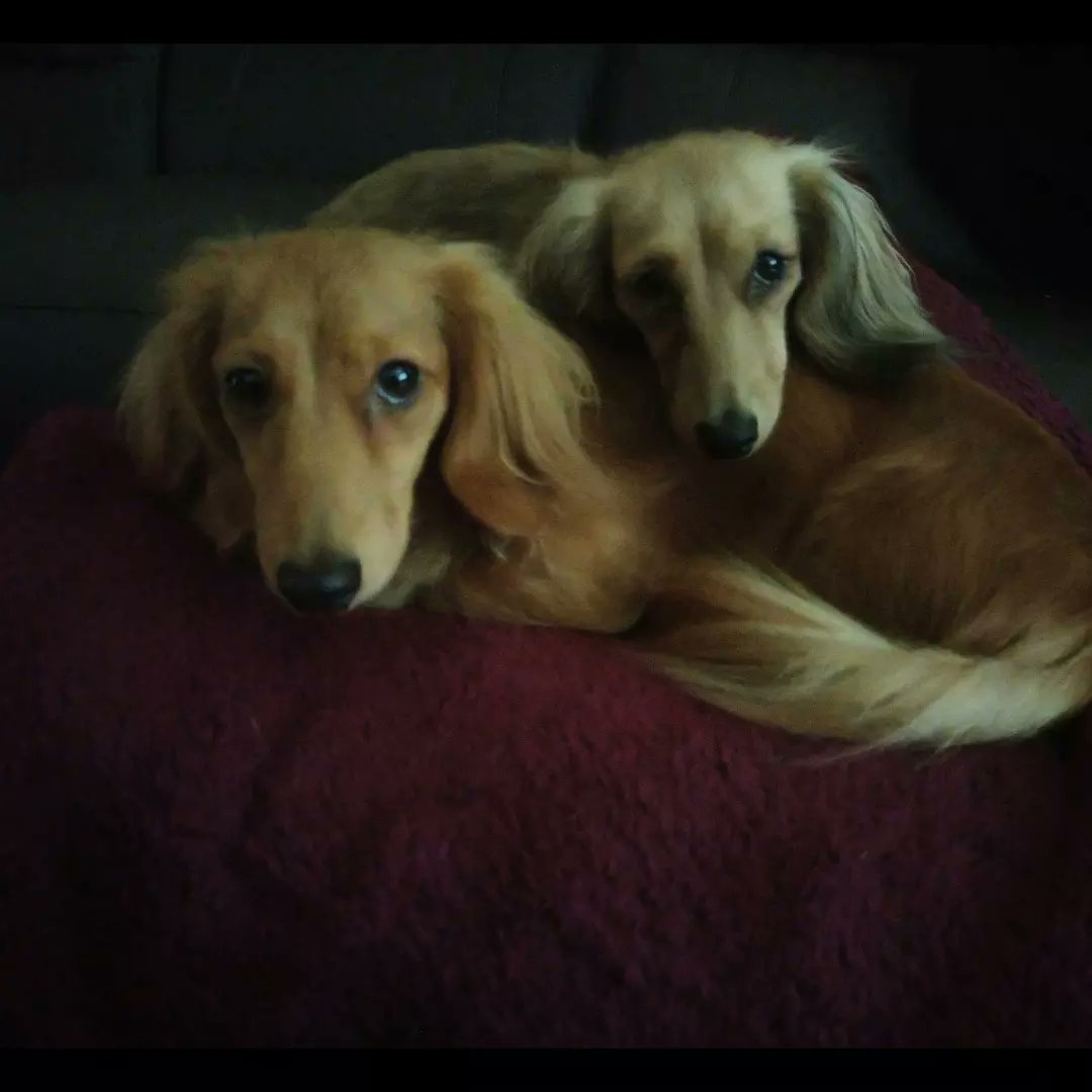 wordsofbin's tweet photo. Poppy and Pumpkin.
#PoppyDog #Pumpkin #PoppyandPumpkin #comfydogs #sisters #dogslife #DogsofTwittter https://t.co/io2NvClr4N