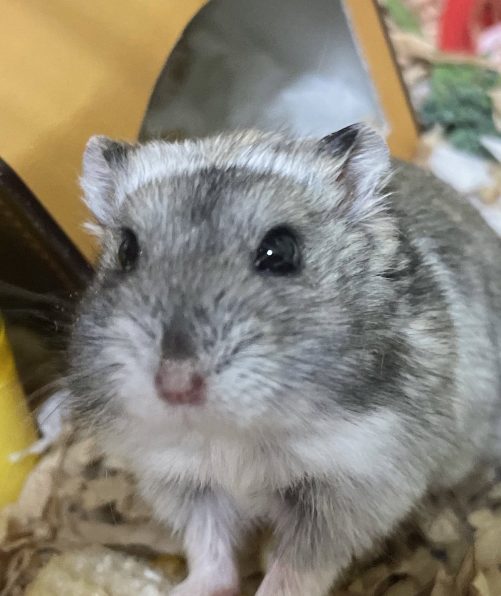 fuzz_lucy_b's tweet photo. 鉢巻っぽい。

🐹空前絶後の、超絶怒涛のハムスター！
ヒマ種を愛し　ヒマ種に愛された男！
そう！我こそは令和3年11月生まれ、出身地はコメリ、ウインターホワイトのおパンツちゃんとして名を馳せる。

そう。すべてをさらけ出したこの俺は、サンシャイン！ノックス花白！
イエェェイ!
ジャスティス!! https://t.co/CRYSo9OlSI