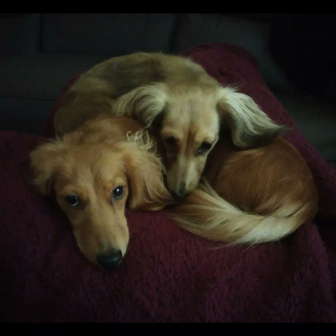 wordsofbin's tweet photo. Poppy and Pumpkin.
#PoppyDog #Pumpkin #PoppyandPumpkin #comfydogs #sisters #dogslife #DogsofTwittter https://t.co/io2NvClr4N