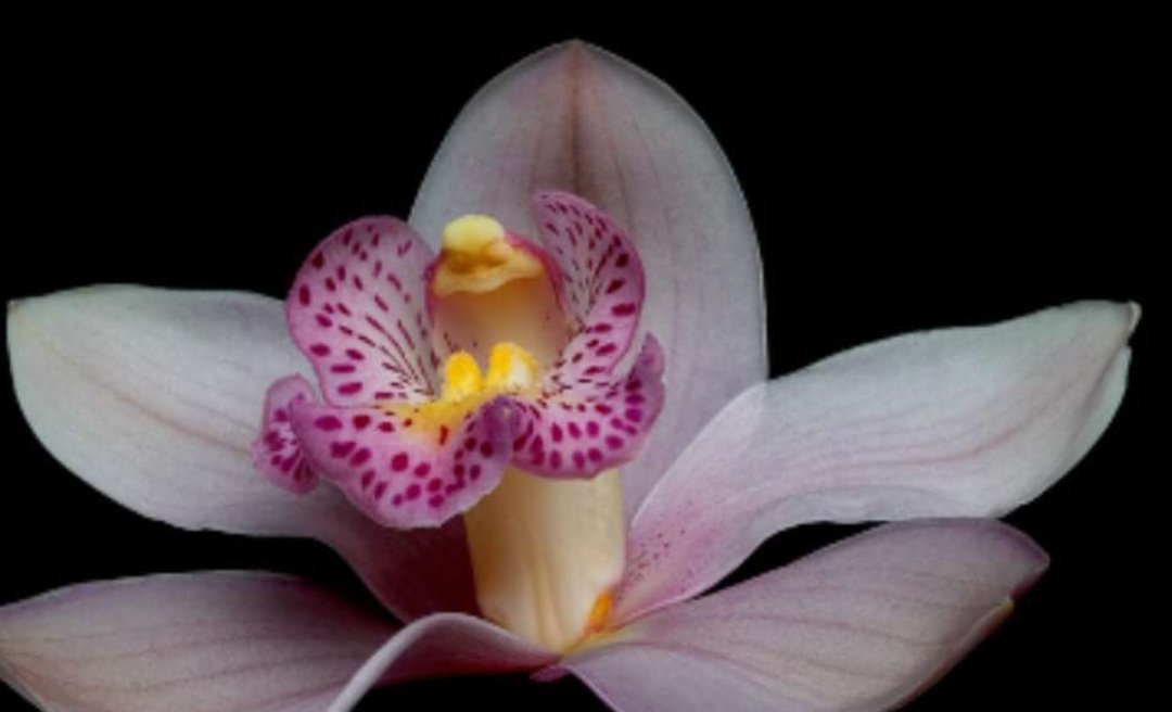 당신은 다른 목표를 세우거나 새로운 꿈을 꾸기에 너무 늙지 않았습니다."