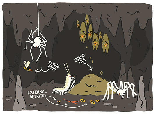 If you have #kids and want them to know about #cave life, probably will want to show them this paper <a href="/FrontYoungMinds/">Frontiers for Young Minds</a>. Or maybe you feel like a kid yourself. By <a href="/stefanomammola1/">Stefano Mammola</a> Irene Frigo (illustrations) and <a href="/cardosopmb/">Pedro Cardoso cardosopmb.bsky.social</a> 

kids.frontiersin.org/articles/10.33…