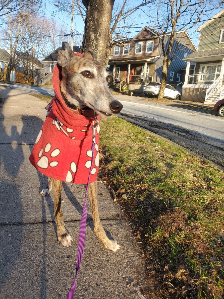 CBCArtemis's tweet photo. CBC correspondent Artemis on special assignment with @infomorning to remind our listeners that April is Greyhound Adoption month. @portiaclarkcbc https://t.co/zQMPyZL6vz
