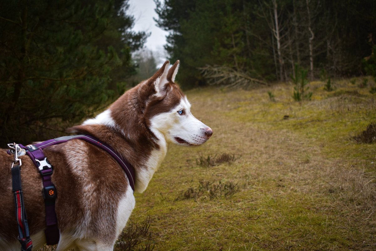Did you know That when you pet a dog, your blodpressure drops? 🐾❤️ 

#mansbestfriend #DogsofTwittter #twitterdog #weirdfactwednesday