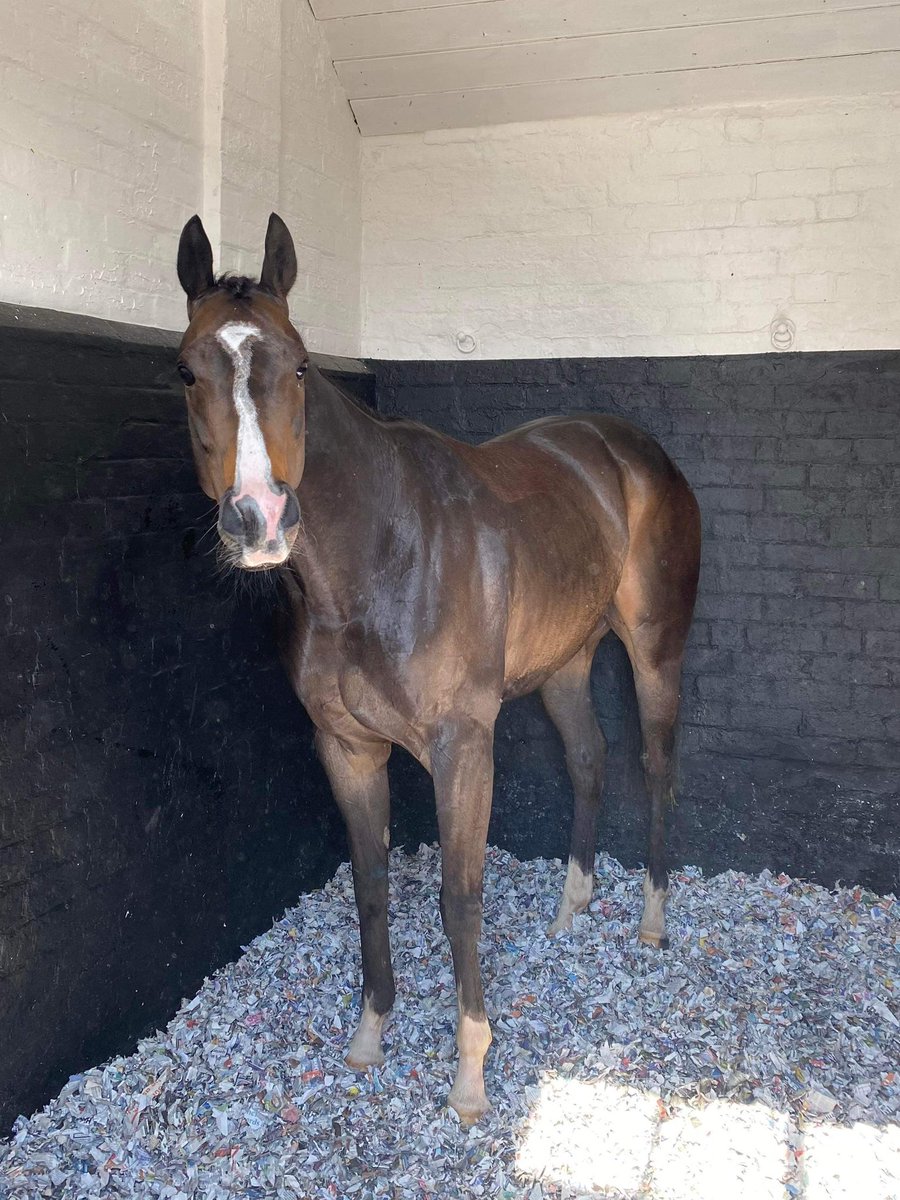 CauseRacing's tweet photo. Here’s Dommy before his amazing race at Leicester just a few days ago - Team Staverton can’t wait for the upcoming season with this smart boy🐎  #drinkandfoodgroup #theoldbearinn https://t.co/r8quFf3jLy