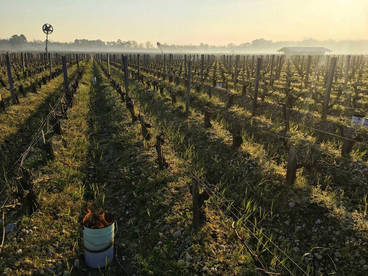 • Combining efforts •
Very short nights, very low temperatures, but a collective united in this courageous fight against a historic frost.

#ChateauPalmer #Margaux #LeftBank #Finewine #Vines #WineMaking