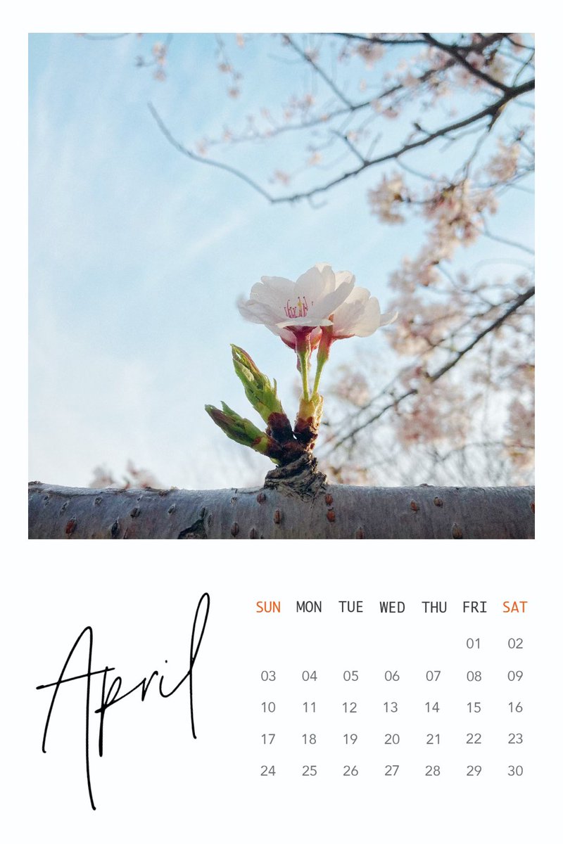 今日撮った今年の桜🌸

#桜 #春 