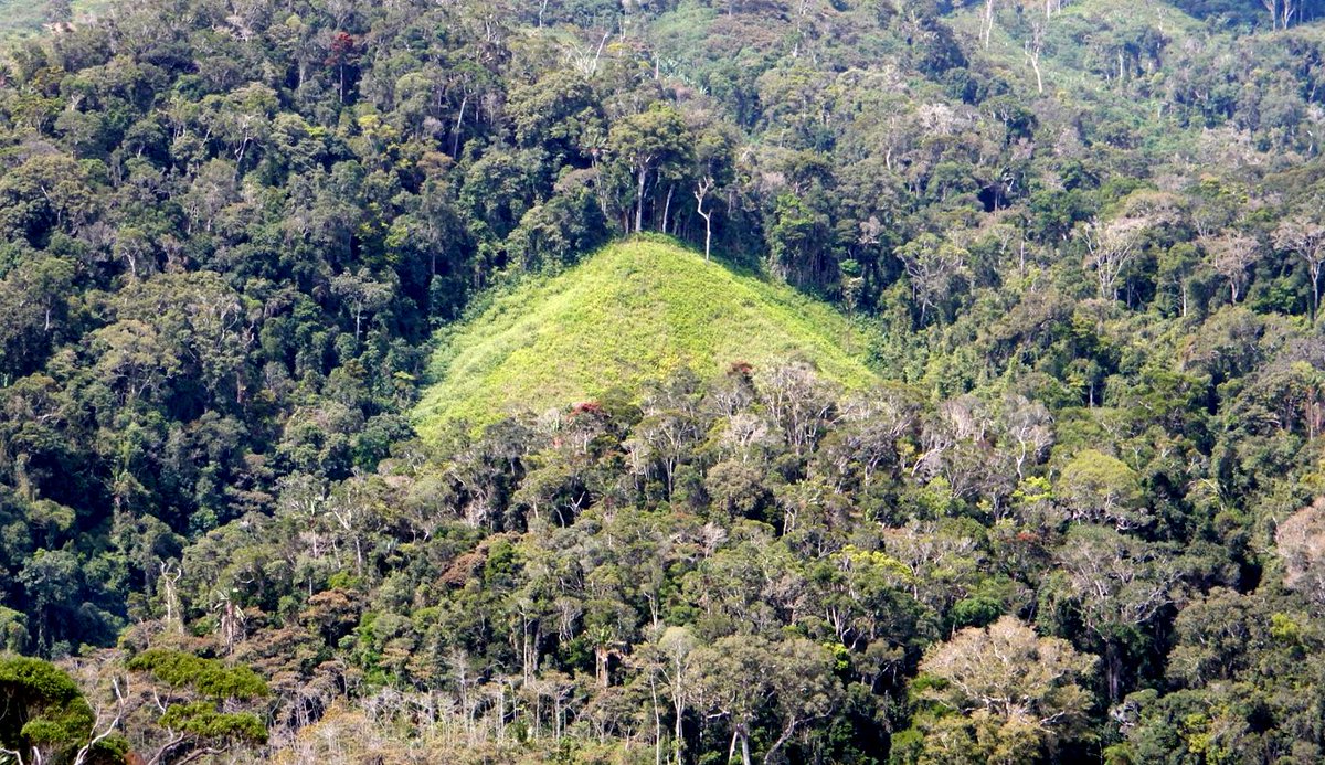 Do you know of evidence of pre-emptive forest clearing under env. policy introduction? E.g. deforestation increases before implementation of regulation restricting forest use, as forest stakeholders rush to secure resources before it’s not possible once the policy is in place🌴⁉️