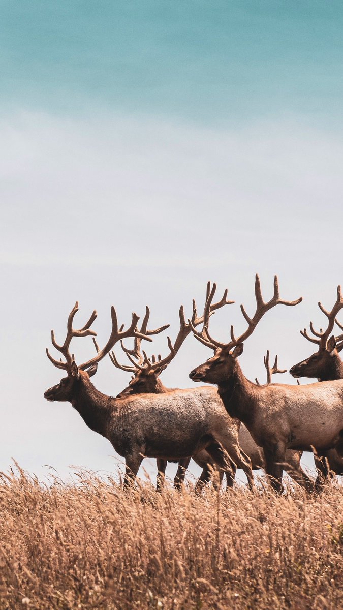 " I Saw Her First "  (Says every horn-head at the same time) 🦌🦌🦌🦌🦌