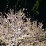 ツイートに含まれる画像