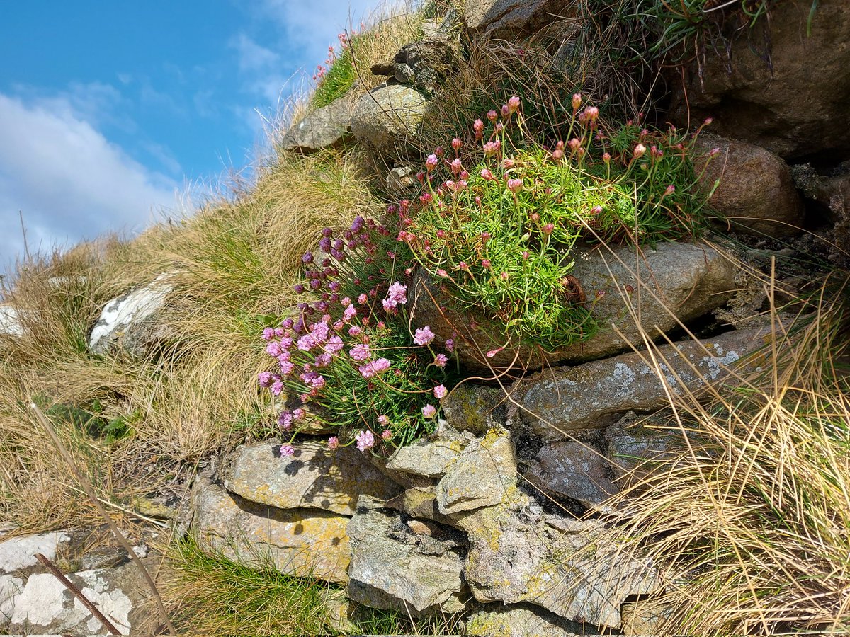 donnarainey4's tweet photo. First Sea thrift in flower,such a welcome sight. #wildflowers https://t.co/SBUBCDJEK0