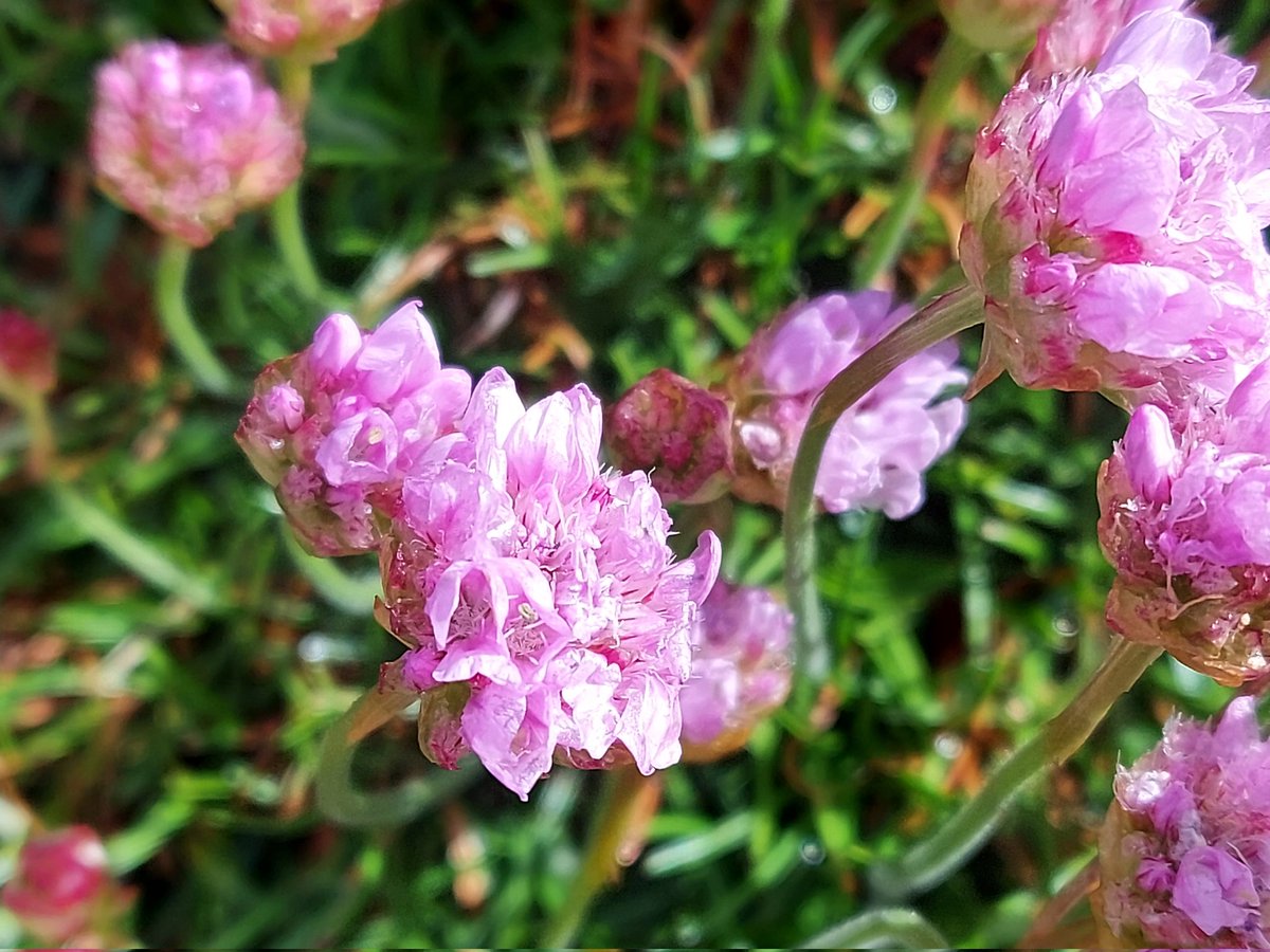 donnarainey4's tweet photo. First Sea thrift in flower,such a welcome sight. #wildflowers https://t.co/SBUBCDJEK0