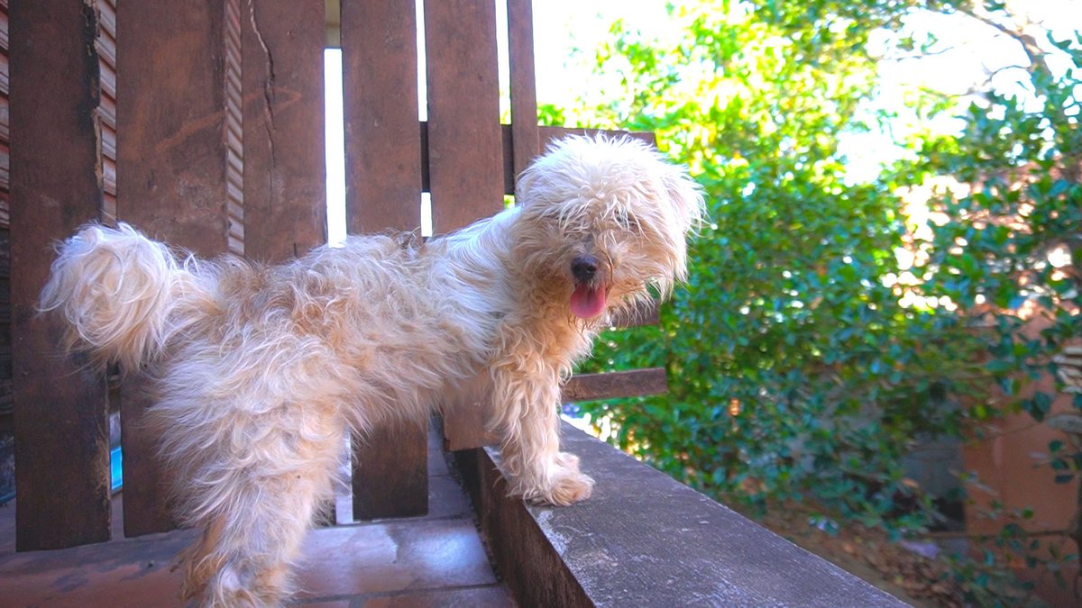 meanpanarith's tweet photo. Funny Video Compilation Puppies Milky Play https://t.co/tkNqF5p2Kw via @YouTube https://t.co/0Kl8LoYaUA