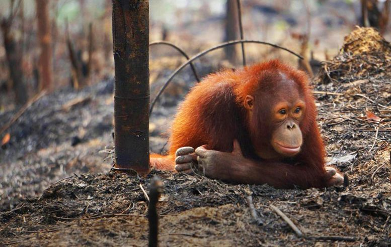 Orangutango_NFT's tweet photo. Do you know which single ingredient contained in many of your favorite foods is wiping out rainforests all around the world, from #Palawan, #Philippines to the #Amazon, and is killing orangutans and destroying the livelihood of tribes? #palmoil #brasil 
🧡 Like
🦧Follow for more https://t.co/jnOuH3W8po
