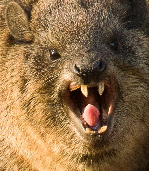 minitor2003's tweet photo. @PerthZoo Rock Hyrax? https://t.co/vwFZnG9DQU