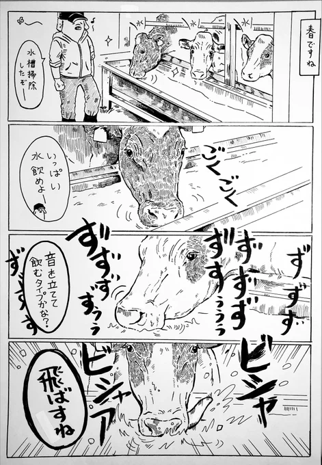 暖かいので水を飲む牛をボケーっと眺める。眠い。 