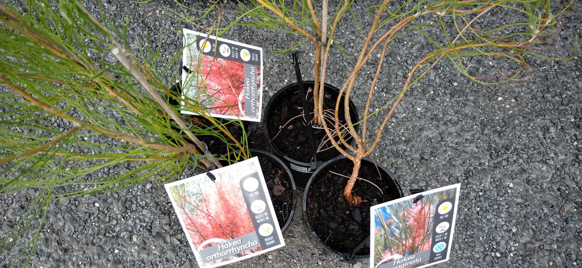 KerritBareetCam's tweet photo. @PlantsGrowHere Love stumbling across a half price sale. Slid them out of the pots to check root balls and got the better of them. #ytbc #birdfood wish them luck https://t.co/OrBaX1gmcJ