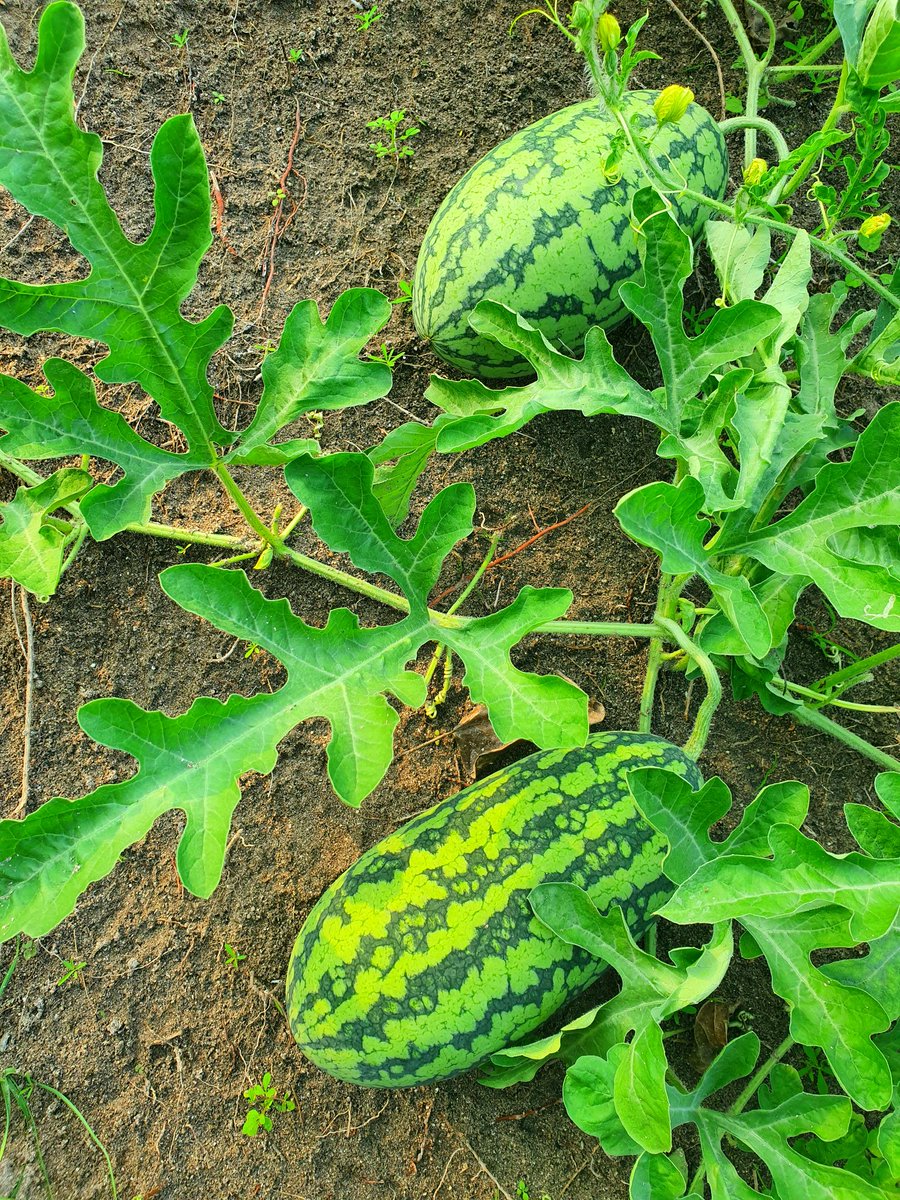 aisee68's tweet photo. Watermelons traditionally grown to provide much rehydration at sunset breakfasts in Ramazan. Farmer Maattey n family in #Hulhudhuffaaru notes that two farms of 5000sq ft covers all expenses fr the month; selling at Rf30 a kilo, a very competitive price #HomeGrow  #LocalTourism https://t.co/y7LzknH3fr