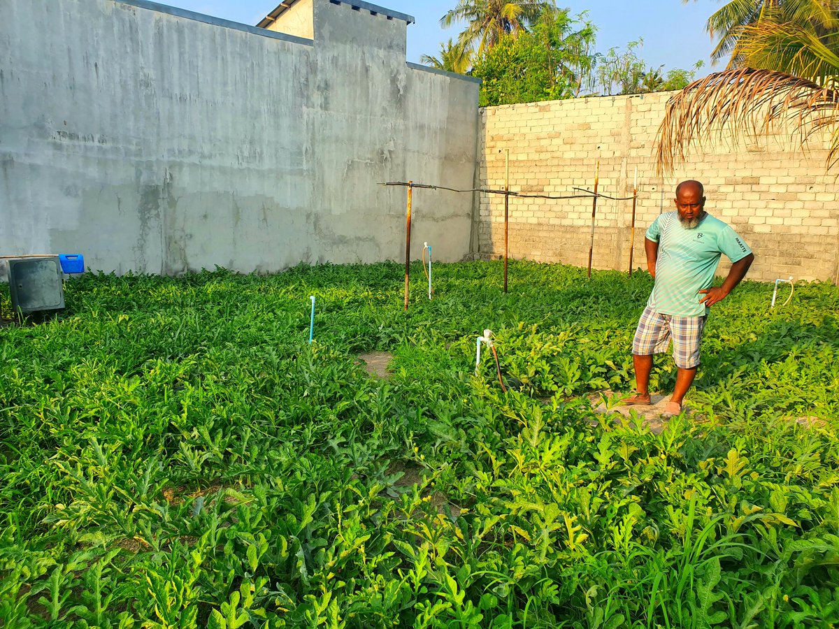 aisee68's tweet photo. Watermelons traditionally grown to provide much rehydration at sunset breakfasts in Ramazan. Farmer Maattey n family in #Hulhudhuffaaru notes that two farms of 5000sq ft covers all expenses fr the month; selling at Rf30 a kilo, a very competitive price #HomeGrow  #LocalTourism https://t.co/y7LzknH3fr