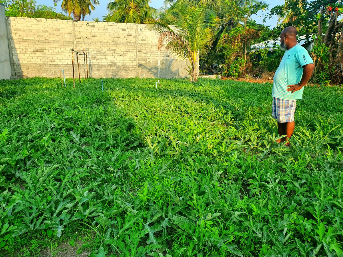 aisee68's tweet photo. Watermelons traditionally grown to provide much rehydration at sunset breakfasts in Ramazan. Farmer Maattey n family in #Hulhudhuffaaru notes that two farms of 5000sq ft covers all expenses fr the month; selling at Rf30 a kilo, a very competitive price #HomeGrow  #LocalTourism https://t.co/y7LzknH3fr