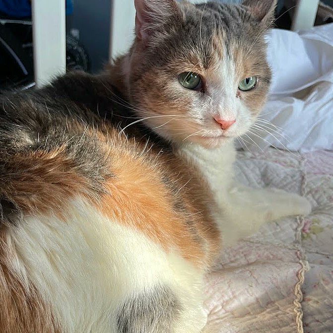 BBAWC's tweet image. Mozart is a sweet 12 YO gal who may take a minute to warm up to you, but come prepared with a brush and she’s all yours. Mozart loves attention, cuddles, chasing string, and being under the blanket. She does well with a small calm dog, but might be best off as a single lady.