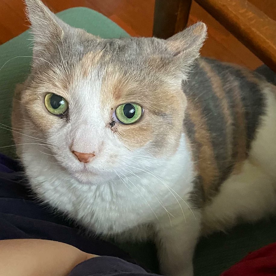 BBAWC's tweet image. Mozart is a sweet 12 YO gal who may take a minute to warm up to you, but come prepared with a brush and she’s all yours. Mozart loves attention, cuddles, chasing string, and being under the blanket. She does well with a small calm dog, but might be best off as a single lady.