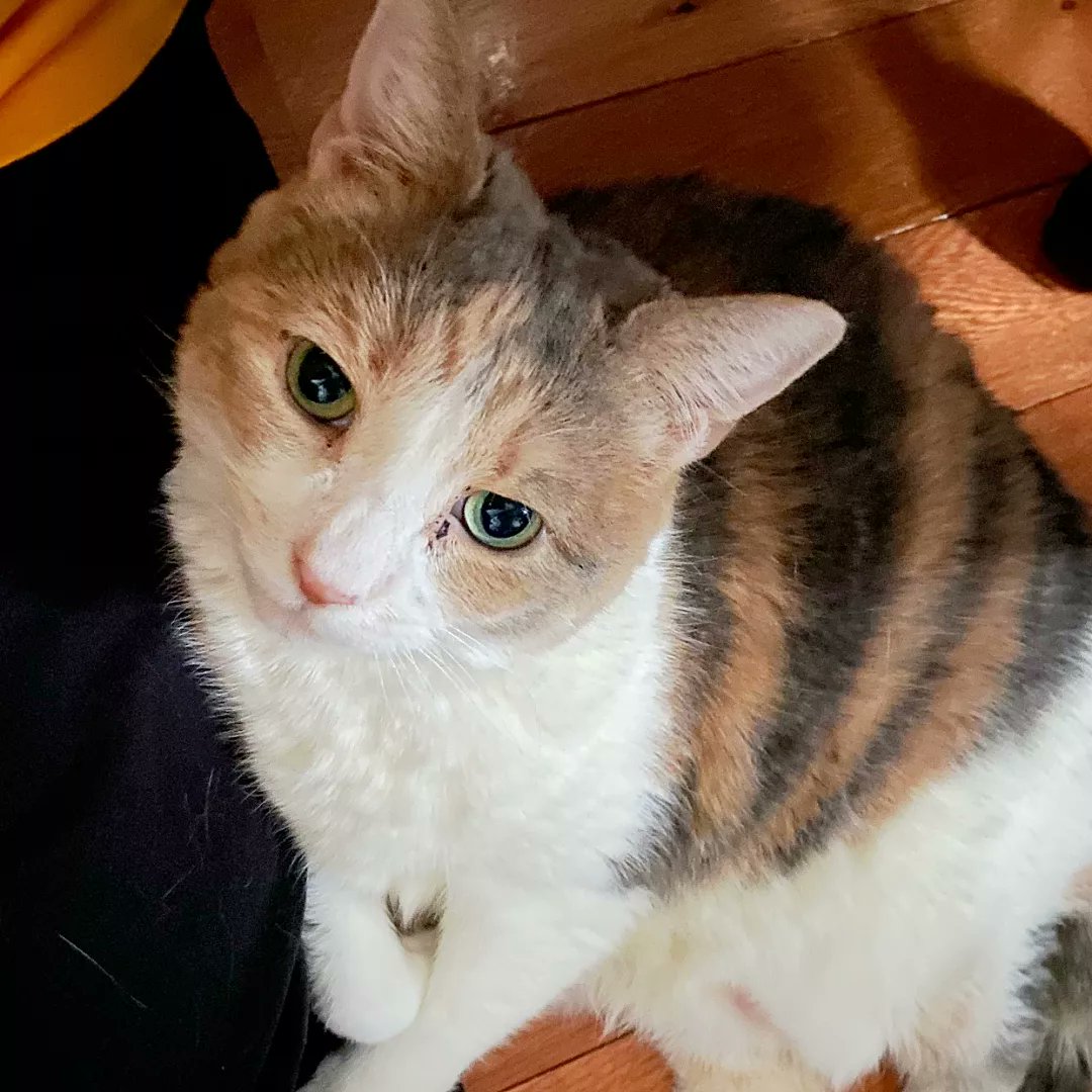 BBAWC's tweet image. Mozart is a sweet 12 YO gal who may take a minute to warm up to you, but come prepared with a brush and she’s all yours. Mozart loves attention, cuddles, chasing string, and being under the blanket. She does well with a small calm dog, but might be best off as a single lady.