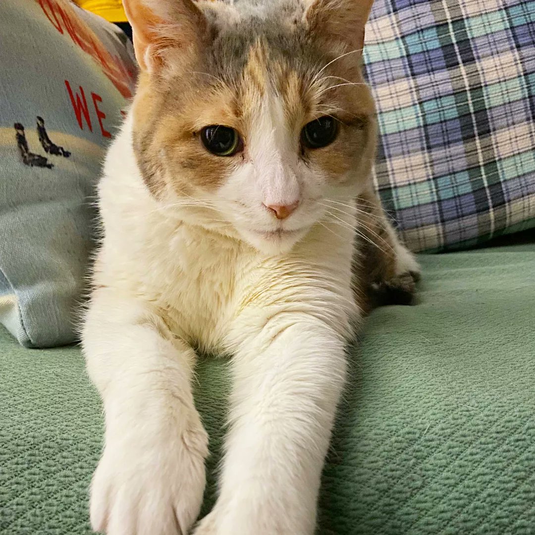 BBAWC's tweet image. Mozart is a sweet 12 YO gal who may take a minute to warm up to you, but come prepared with a brush and she’s all yours. Mozart loves attention, cuddles, chasing string, and being under the blanket. She does well with a small calm dog, but might be best off as a single lady.