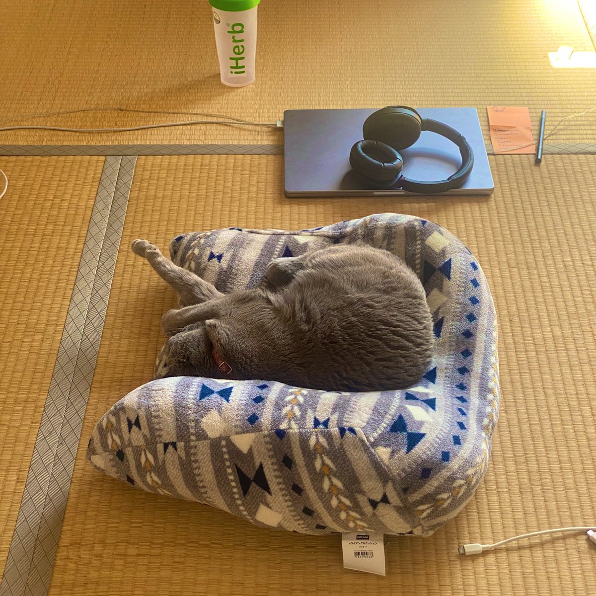 jessethanley's tweet photo. Working upstairs today on the tatami because itโs sunny but currently blocked by this doofus #featurefreeze. https://t.co/eViO8GL9O3