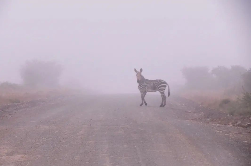 A misty morning in #MountainZebraNationalPark 📸Hannah Putzier #karoo #Cradock #LiveYourWild <a href="/SANParks/">SANParks</a>