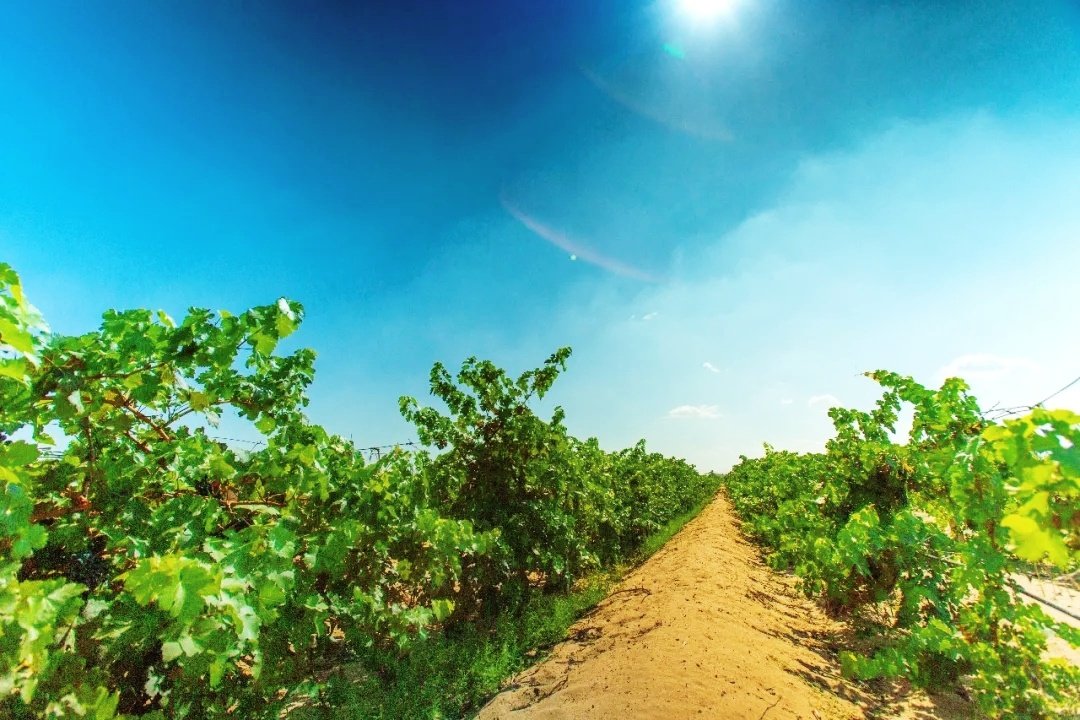 ChinaWineClub's tweet photo. Amphora orange wine, the unique Ningxia terroir imparts an exceptional quality to the grapes, which are made into premium wines that give pure, true expression of the land in turn. https://t.co/WeV09Qmxyn