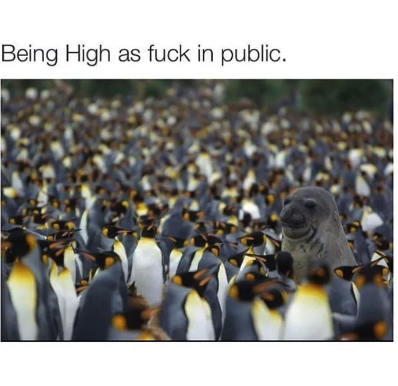 FrostPipe1's tweet photo. Shit! Everyone knows. EVERYONE knows! https://t.co/p7EQTcFXH9 #frostpipe #Cardano #NFT #CNFT #CardanoCommunity #CardanoStonerzClub #stoned #420 #high #blazed #dope #degen #memes https://t.co/kGY3peaq7i