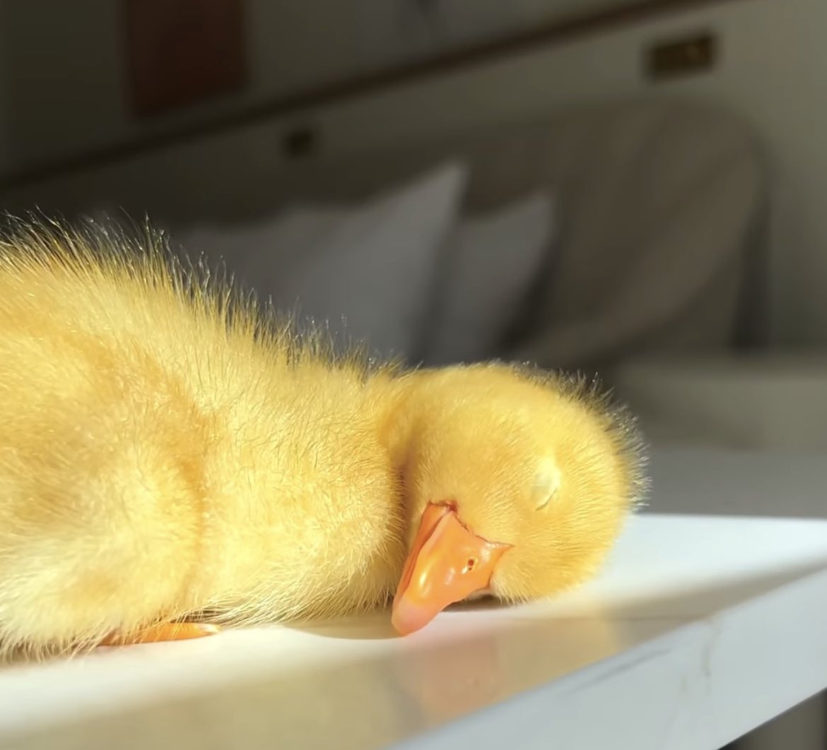 GM sunshines, mfers and ducks ☀️

#sunnies #mfers #rubberducks