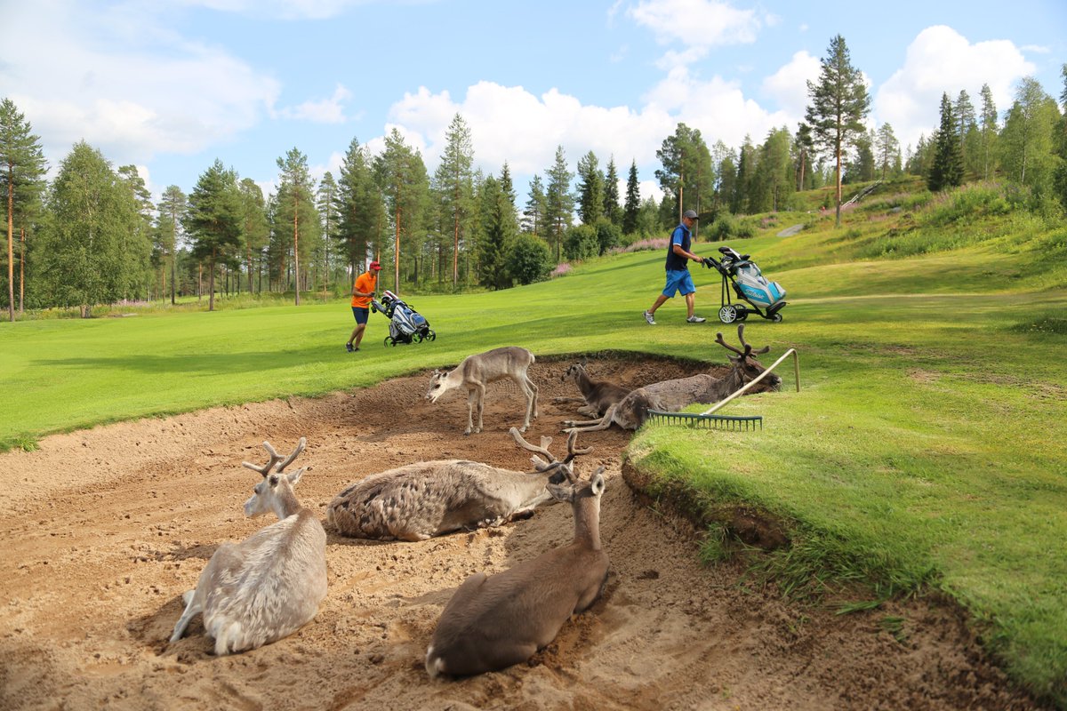 VisitRovaniemi's tweet photo. Imagine things to do under the Midnight Sun in Rovaniemi 😍 

How about golf? In Rovaniemi you can cross the Arctic Circle under the Midnight Sun while golfing, with the possibility of reindeer joining your fairway!

https://t.co/sGyXVh6ftO

#visitrovaniemi #lapland #golf https://t.co/TJsnLROfZd