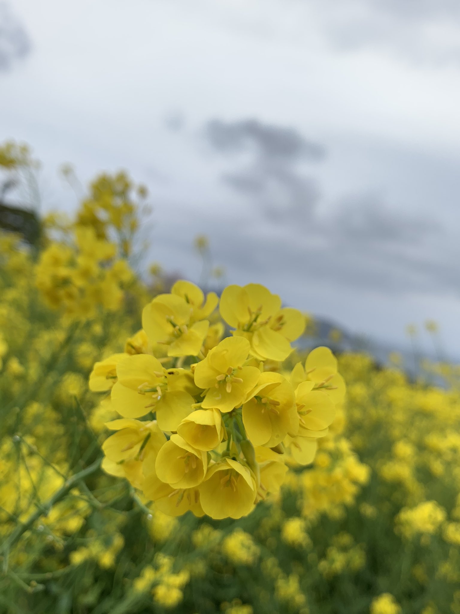 R産託コンサルタンツ 菜の花が見頃を迎えていますね 黄色いじゅうたんがとても綺麗です 菜の花の花言葉は 小さな幸せ 毎日小さな幸せに感謝しながら生きていきたいと思います 花のある暮らし 花 博多 R産託 福岡 菜の花 T Co R2plthrcod