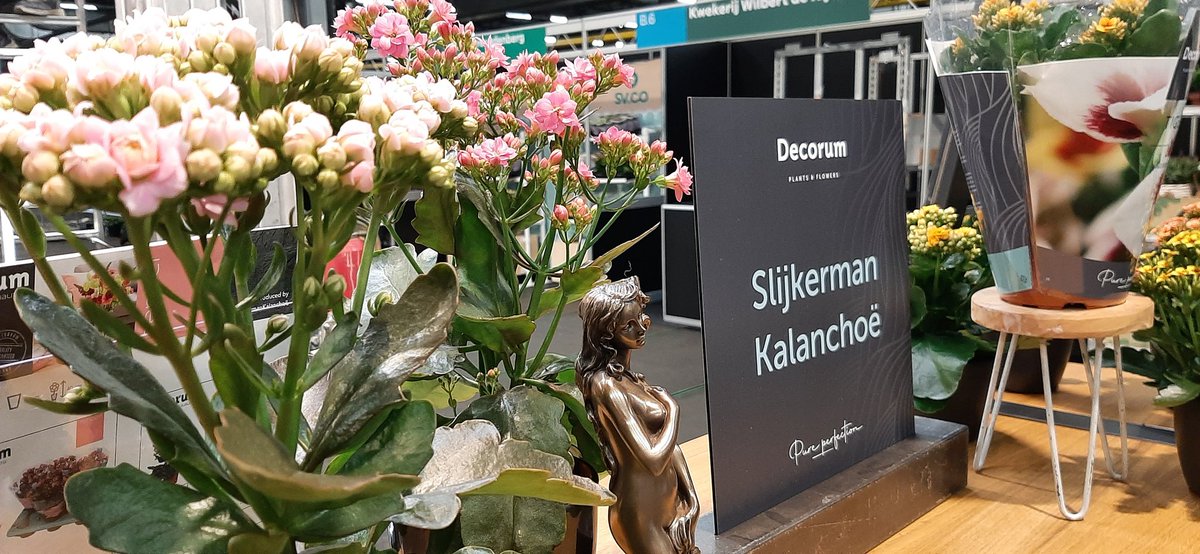 Slijkermankalan's tweet photo. The springfair of @RFHTradeFair has begun already. Our colleague Thijmen is present at the Decorum stand to update you about our current range of plants. 

#kalanchoe #tradefair #spring #easycare https://t.co/dycjJFegWp
