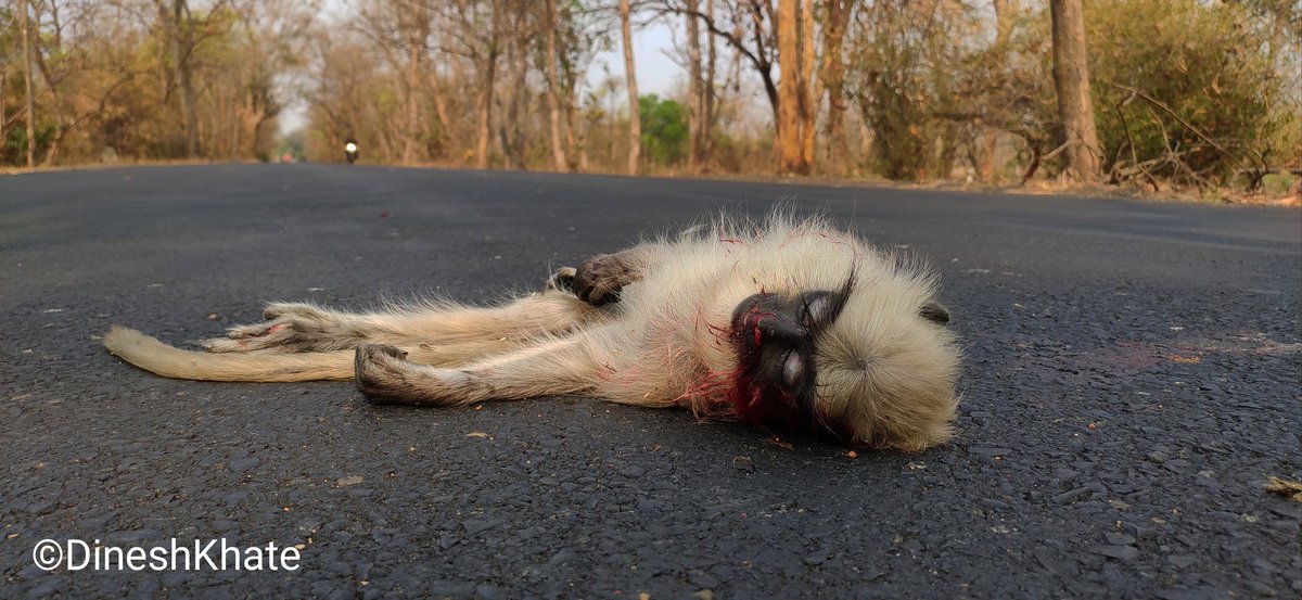 dinesh_khate's tweet photo. Chandrapur Mul Road Sufferer knows the suffering of the sufferer #stop killing gems of the forest #savecorridors #saveforest #urgent mitigation measures should be implemented.@MahaForest @ntca_india @ntca_india @CMOMaharashtra @nitin_gadkari @AUThackeray https://t.co/1NGJGEYwQ1
