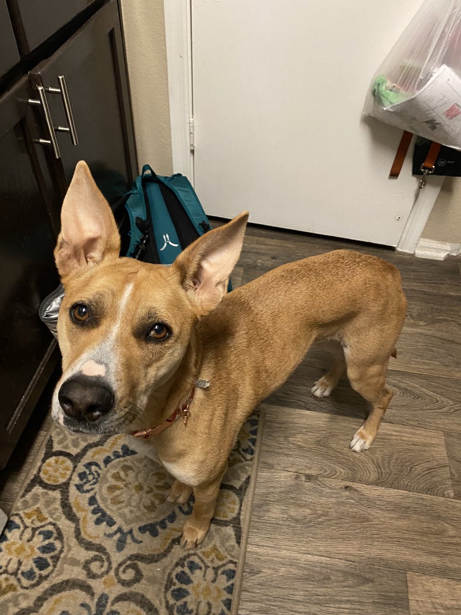 GrumpyFerretox's tweet photo. Spraying whipped cream into my mouth and I turn around to this! She has such a cute ‘please can I have some too?’ face https://t.co/c3twNQUfdf
