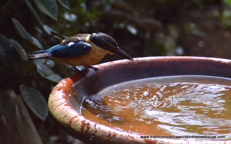 TrishaNicholson's tweet photo. A heavy humid day, Kōtare obviously enjoyed his lunchtime bath - he came back three times...
#nature #NZNativeBirds in #TheFiveAcreForest #BirdsPhotography #birds https://t.co/vxN4N8PUWx