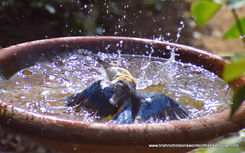 TrishaNicholson's tweet photo. A heavy humid day, Kōtare obviously enjoyed his lunchtime bath - he came back three times...
#nature #NZNativeBirds in #TheFiveAcreForest #BirdsPhotography #birds https://t.co/vxN4N8PUWx
