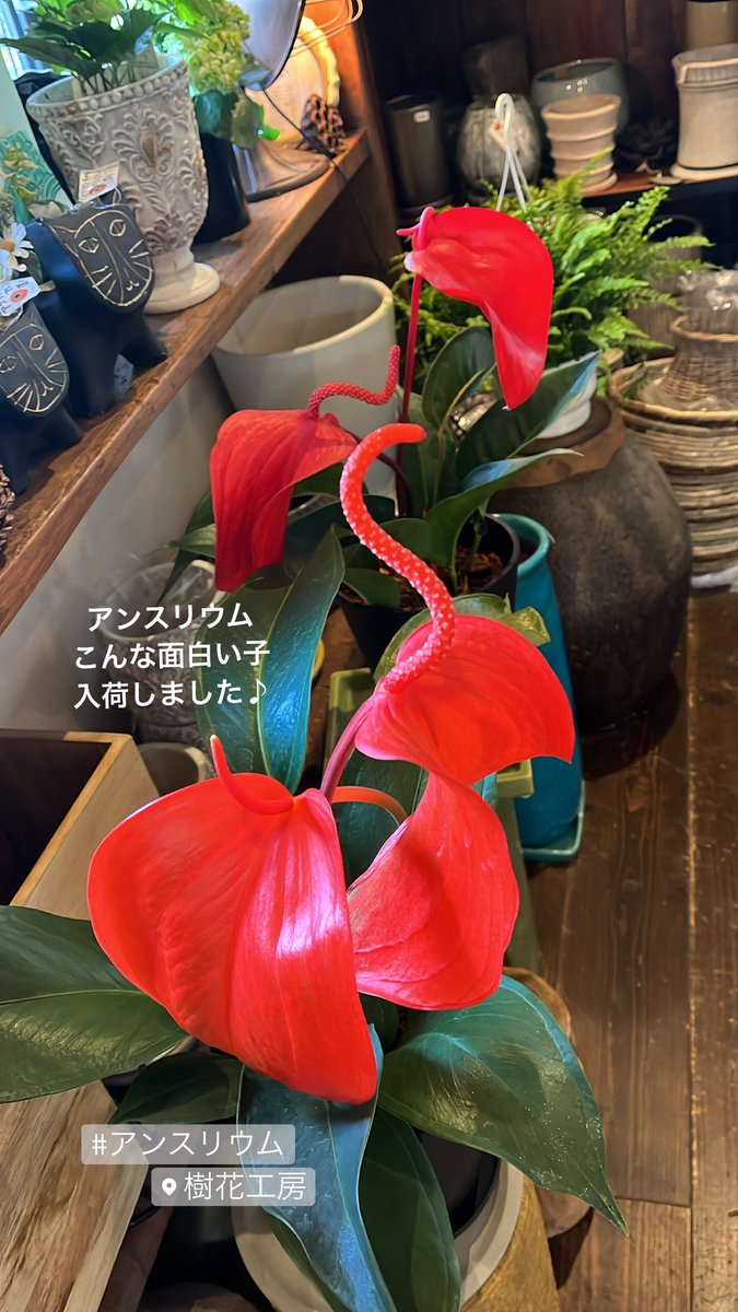 樹花工房on Twitter T Co Twx7wtvxvs Twitter 樹花工房on Twitter T Co Twx7wtvxvs Twitter