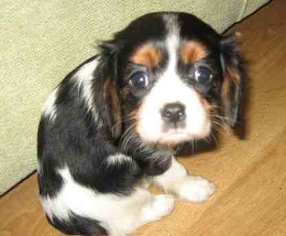 Did a cat write this?