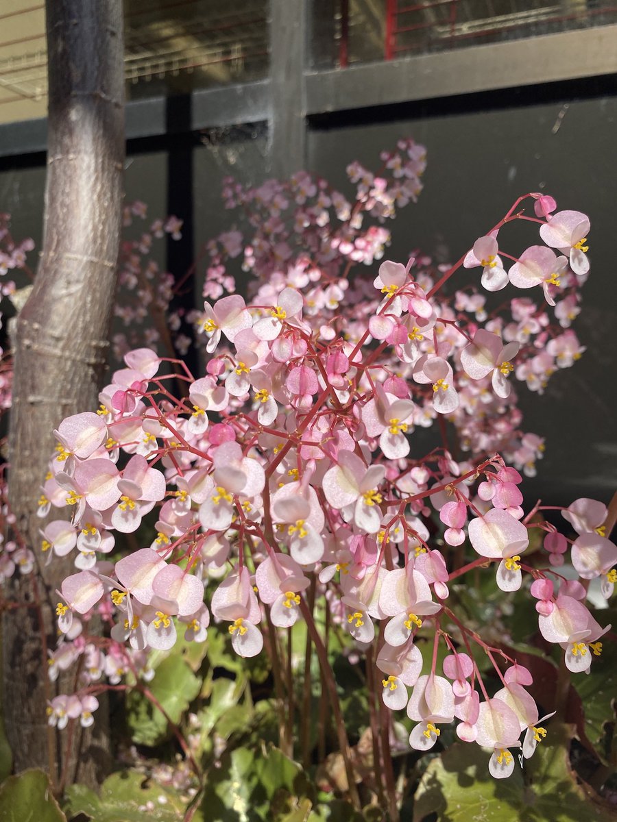 patritcia136's tweet photo. Have you ever seen this secret garden @SDCCETheatreECC ? @SDCCEEDU #flowers #spring #Bloom #garden 🌸🌱🌼🌿🌷 https://t.co/4qhlBF2Yiv