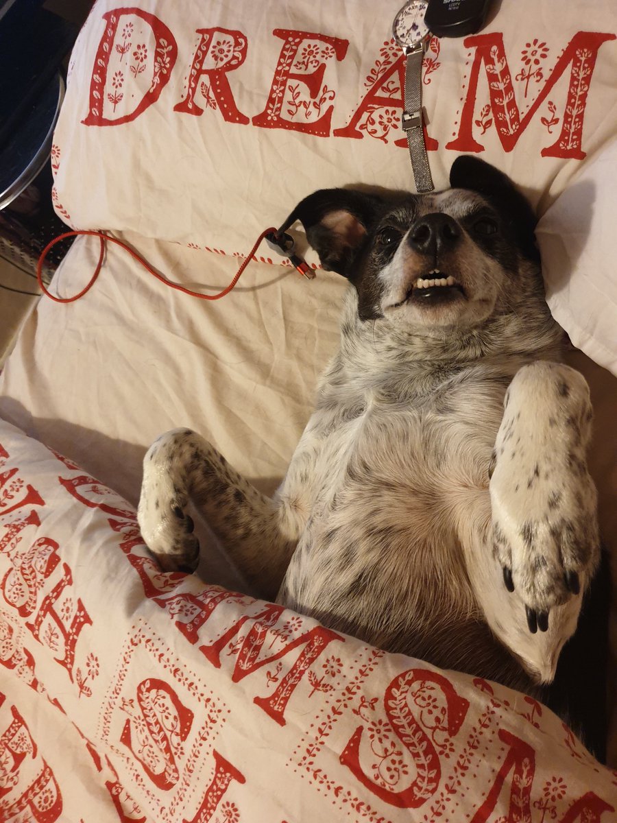 Capi66Angela's tweet image. Heating on or subscribe to Netflix to watch Afterlife 3??? I was warm under my duvet, so was Rico! You are a genius @rickygervais x