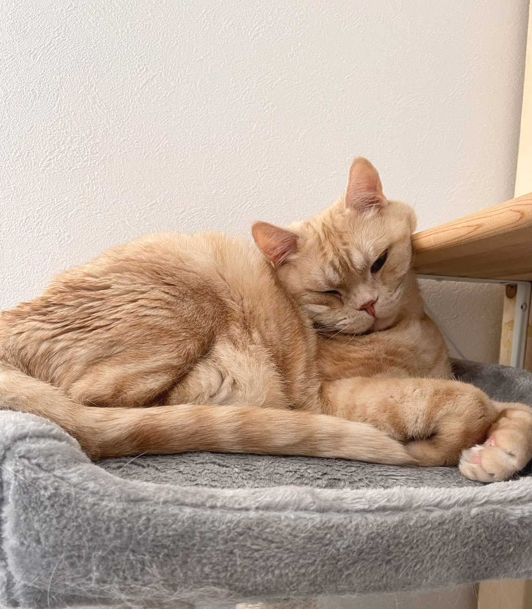 最大85%OFFクーポン 3猫ママ様専用ページ thiesdistribution.com