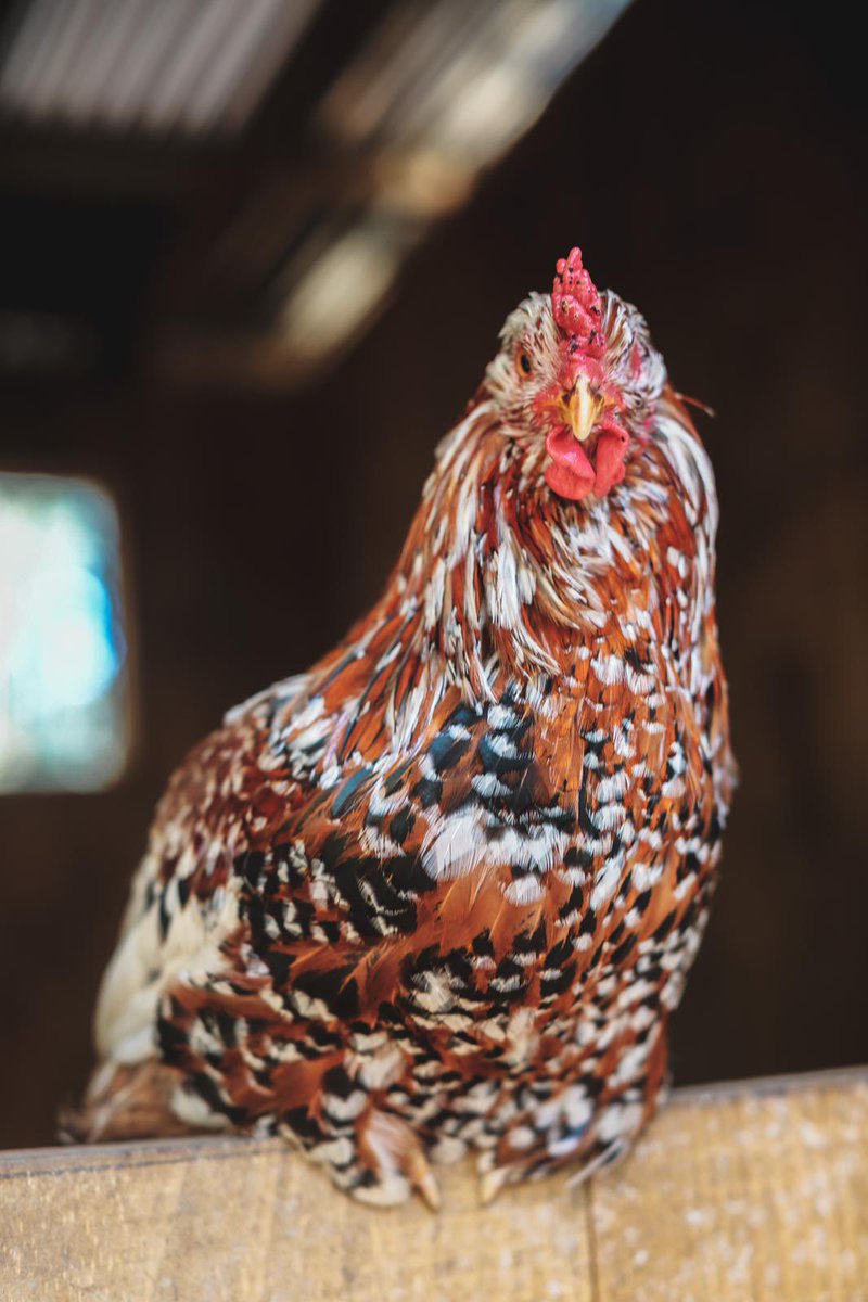 Meet Bronson - He lived in a tiny cage from birth, never let outside. We don’t know for sure why they kept him, maybe for breeding or meat! We were told he was aggressive but in fact he’s the sweetest guy we know (& we think rather handsome) #GoVegan for him #ChooseChickenFree