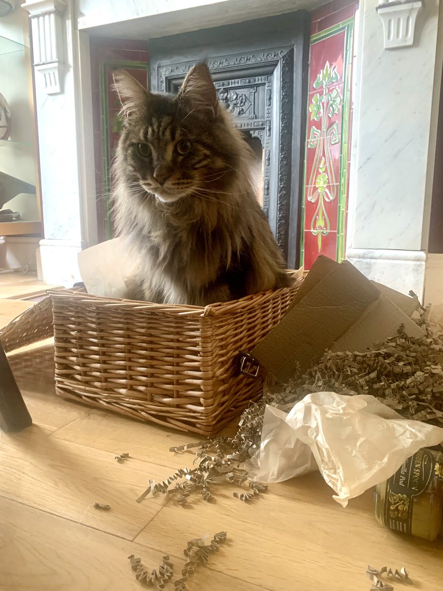 Jaspur1's tweet photo. I found it like this. Honest. 😸🐾
#cats #CatsOnTwitter #CatSwag https://t.co/LlWJRXgbBl