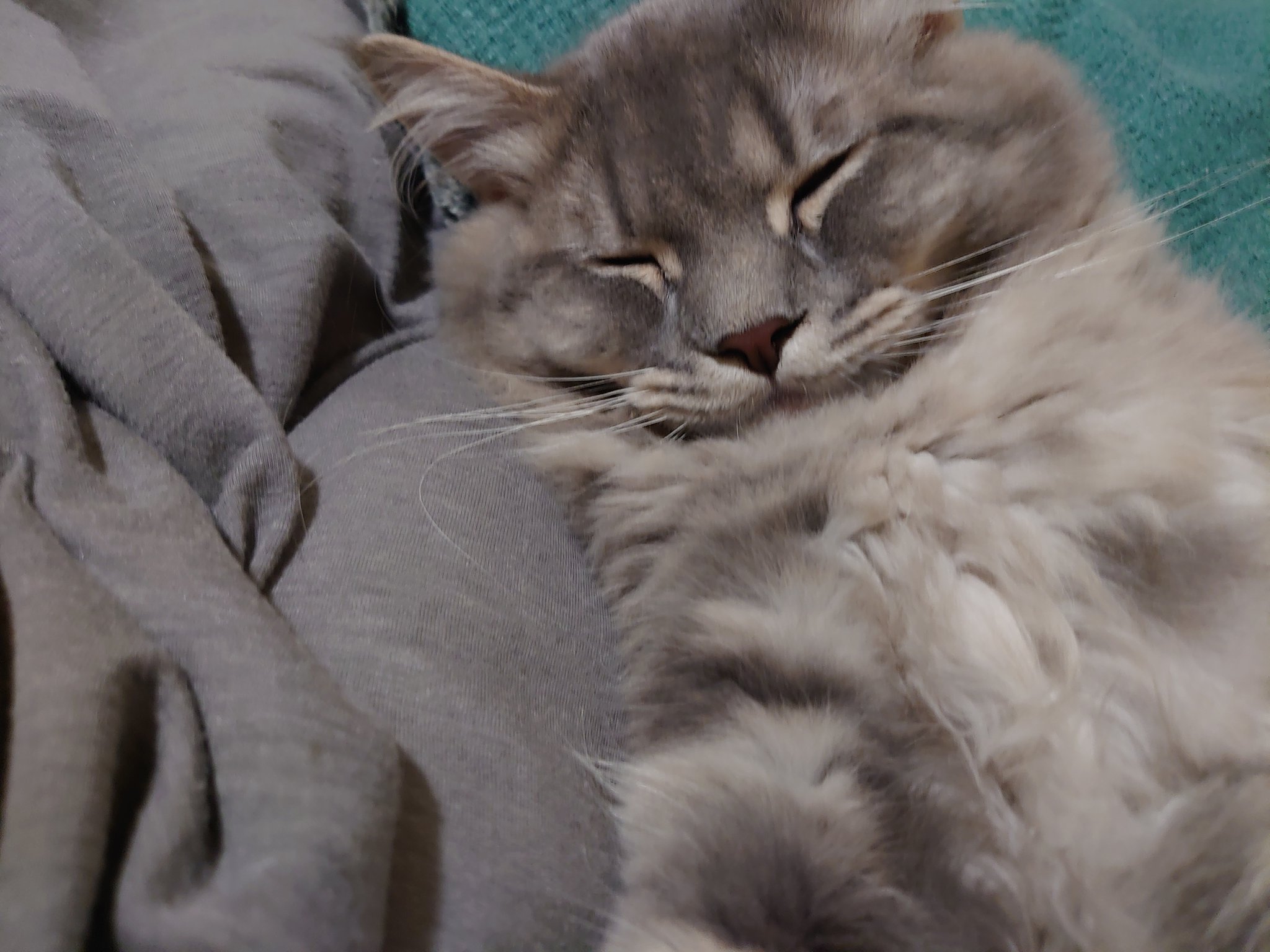 猫バズったー Yoccha6oo Twitter